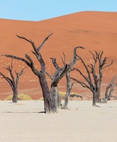 Deadvlei Namibia 91